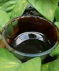 La Ayahuasca